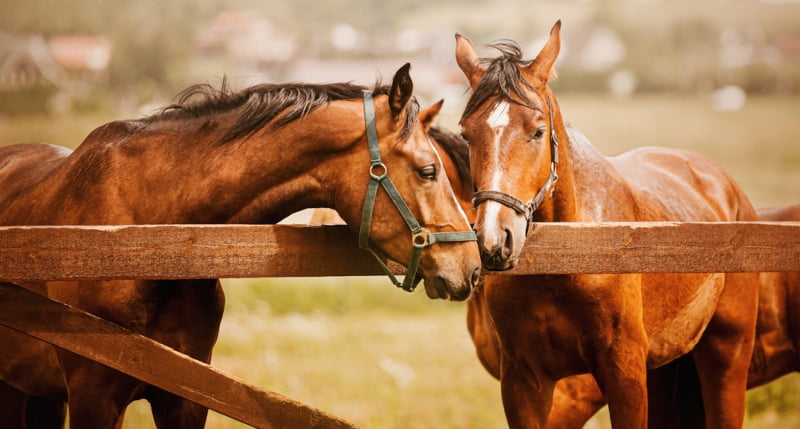 Equine Veterinarian in Griswold, CT Equine Veterinarian in Griswold, CT