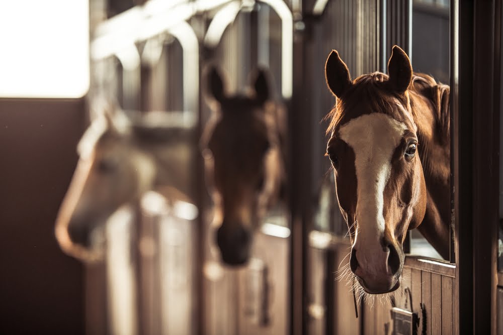 Equine Veterinarian in Griswold, CT Equine Veterinarian in Griswold, CT