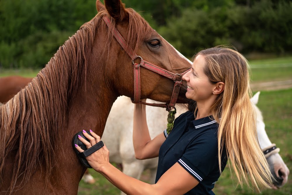 Equine Veterinarian in Griswold, CT Equine Veterinarian in Griswold, CT